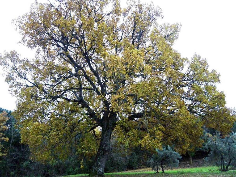 Prato A Baldo Villa Massa Marittima Eksteriør bilde